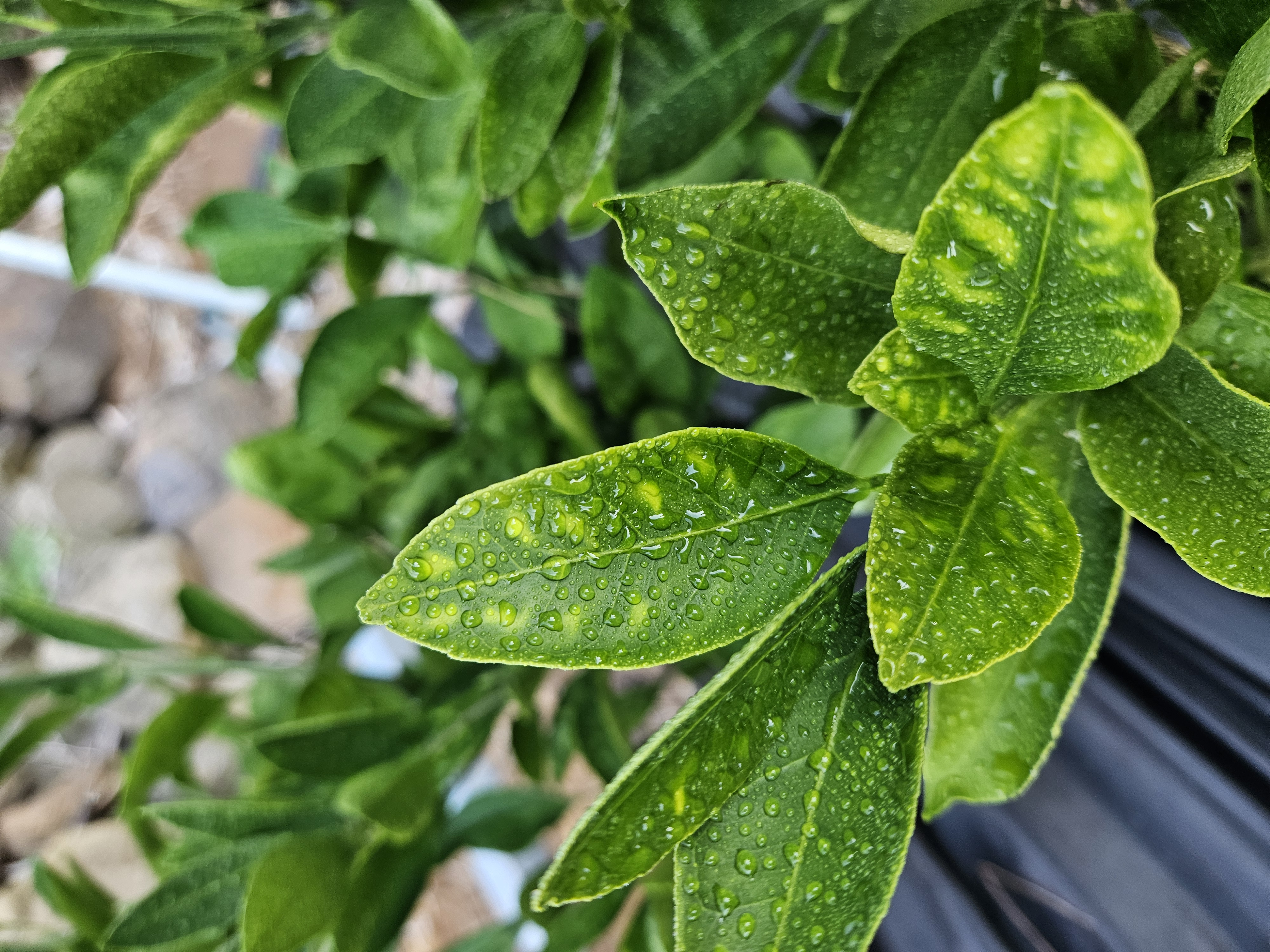 증상문의드립니다.