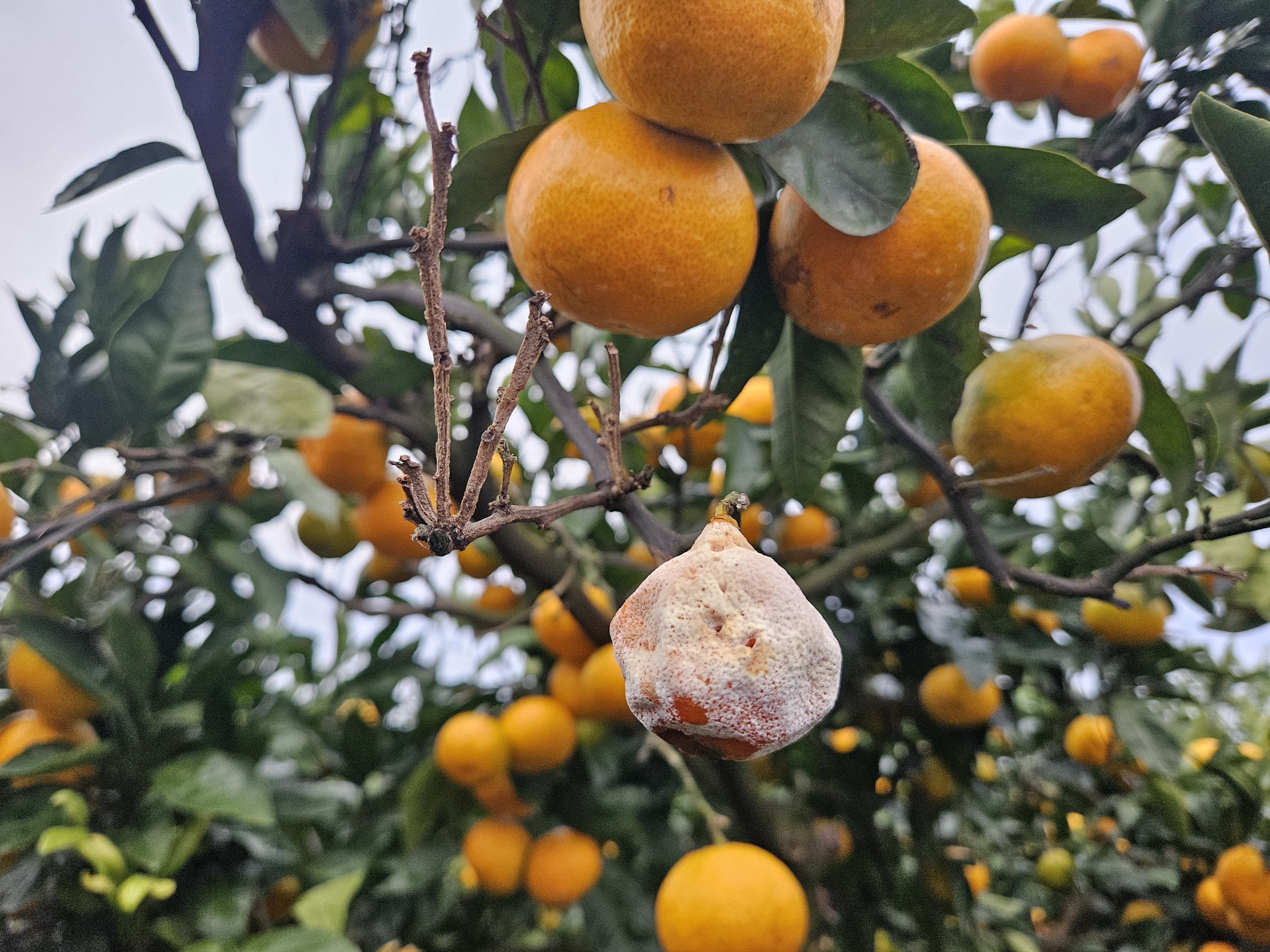 노지 감귤 문의