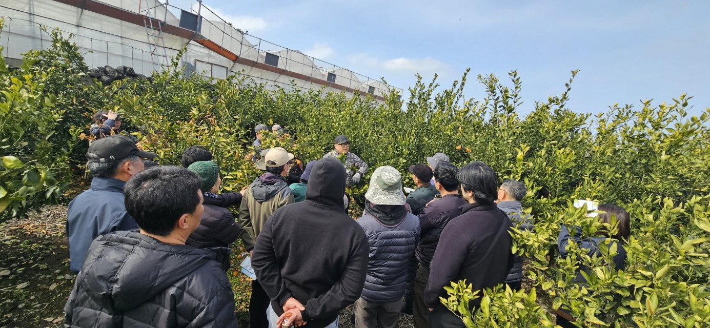 2026년 감귤류 정지. 전정 기술교육 추진 - 12회차