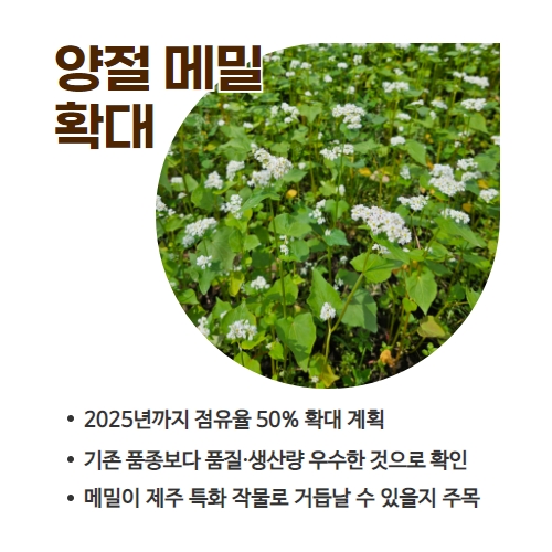 22.1분뉴스_양절메밀 4.jpg