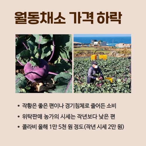 2.제주산콜라비  (3).jpg