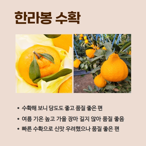 4.1분뉴스_한라봉 3.jpg