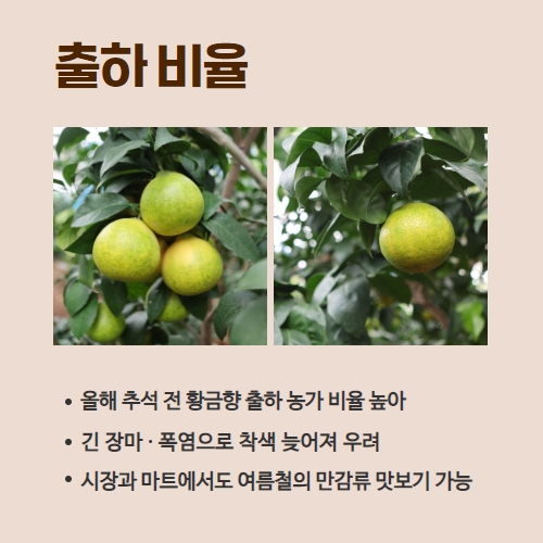 34.1분뉴스_황금향출하 3.jpg