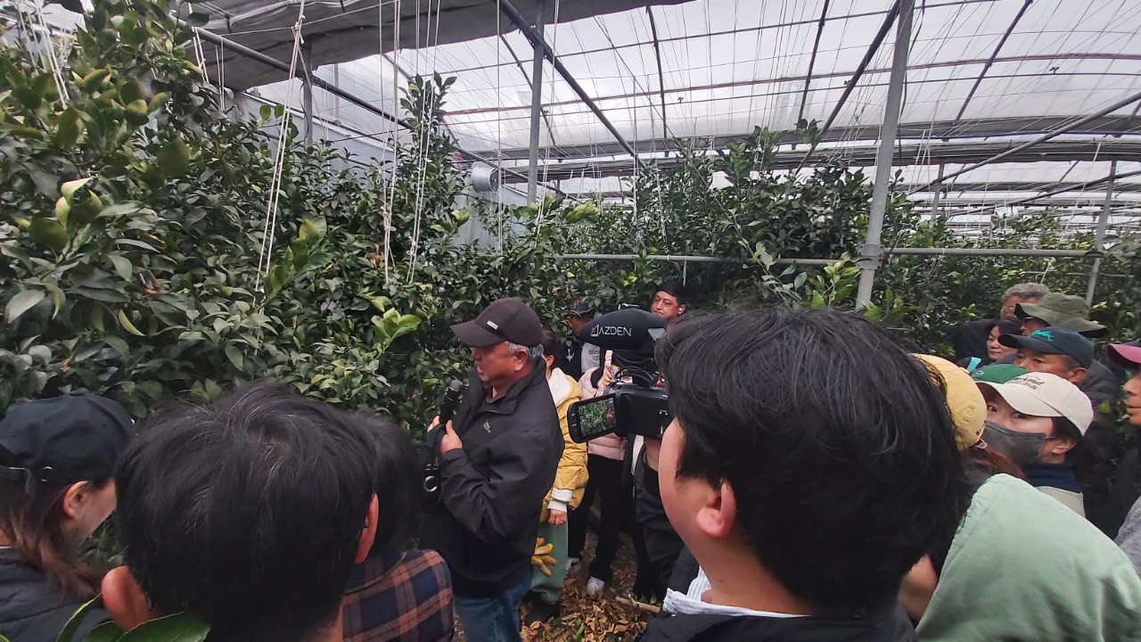 2026년 만감류 정지전정교육(남원농협)