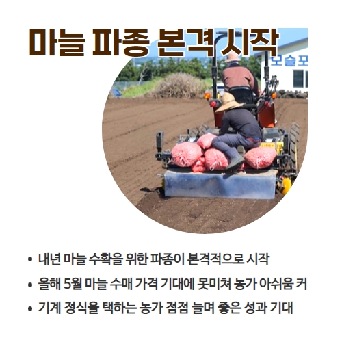 37.1분뉴스_마늘파종시작 2.jpg