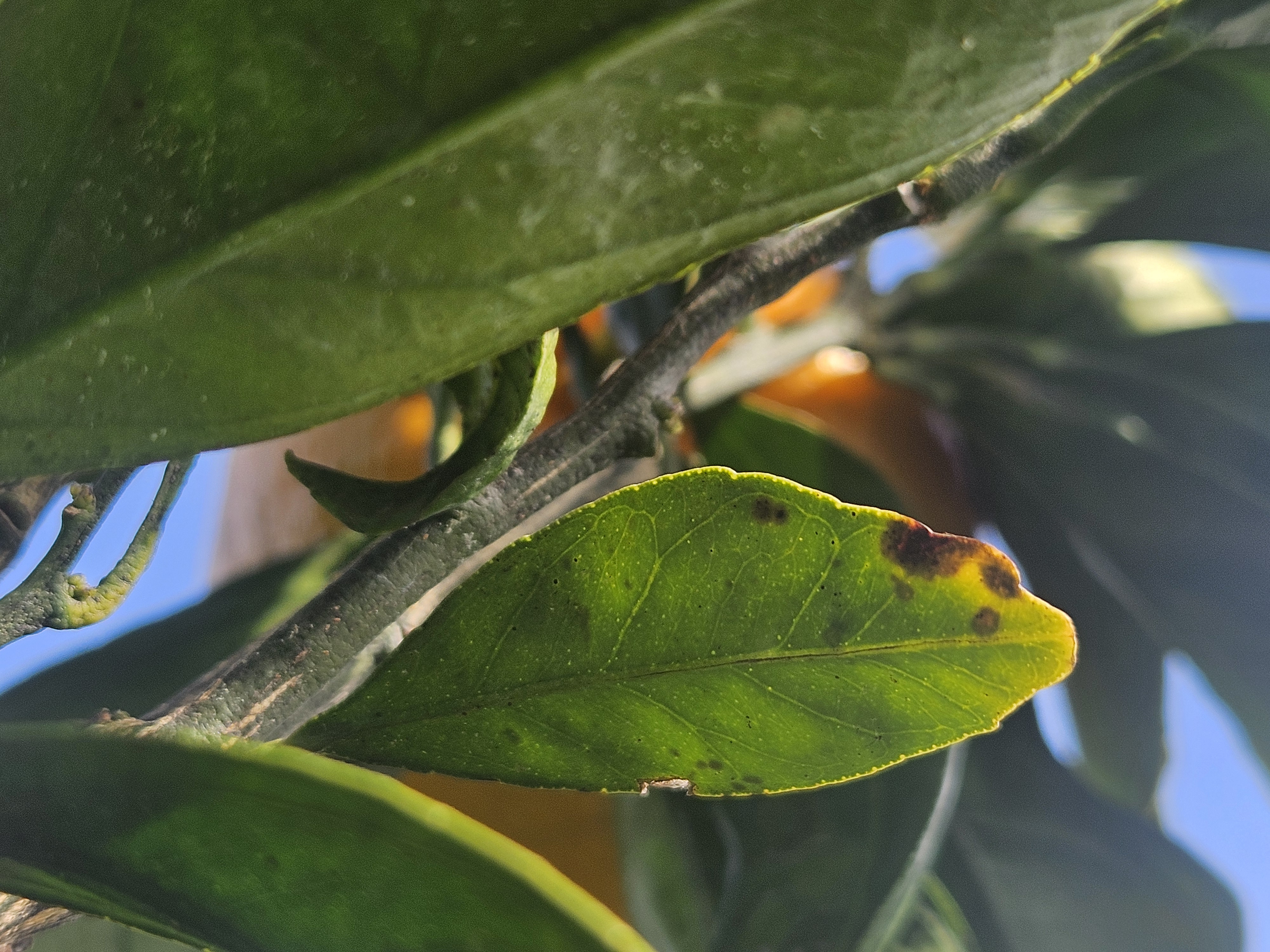 노지 감귤 병충해 문의