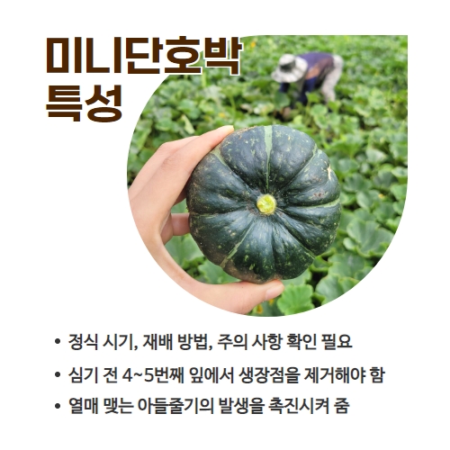 12.1분뉴스_미니단호박 4.jpg