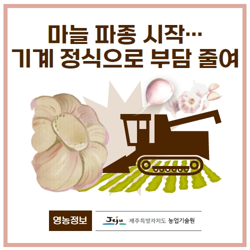  37.1분뉴스_마늘파종시작 1.jpg