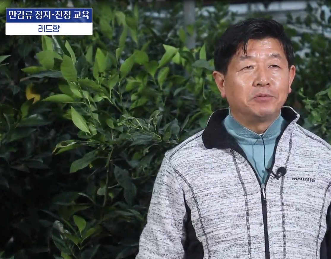2023 감귤전지전정교육_만감류(레드향) 현장실습