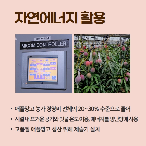 35.1분뉴스_고소득애플망고 3.jpg