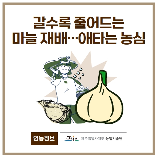 20.1분뉴스_마늘수확 1.jpg