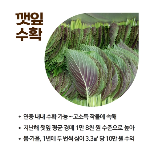 5.카드뉴스_깻잎 (2).jpg