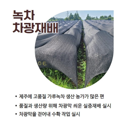 26.1분뉴스_녹차차광재배 2.jpg