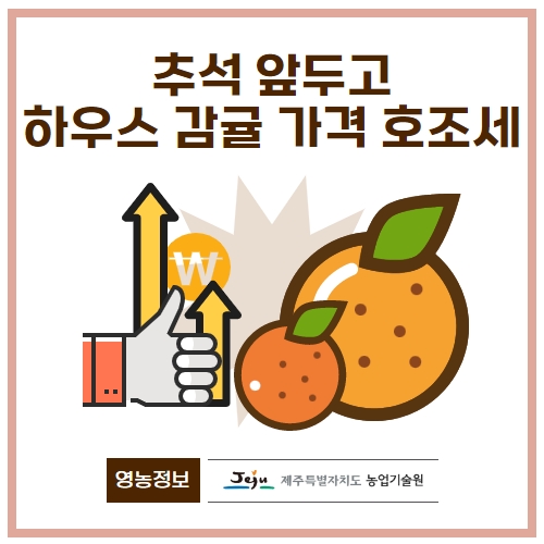 39.1분뉴스_하우스감귤가격호조세 1.jpg