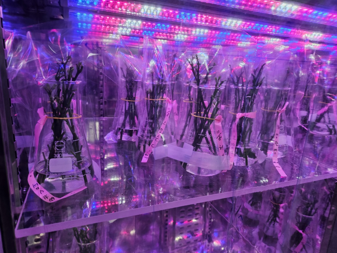 251010_수시_농업기술원_꽃눈분화 전경.png