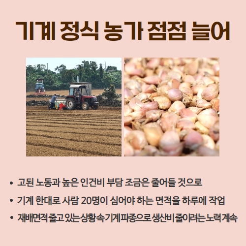  37.1분뉴스_마늘파종시작 3.jpg