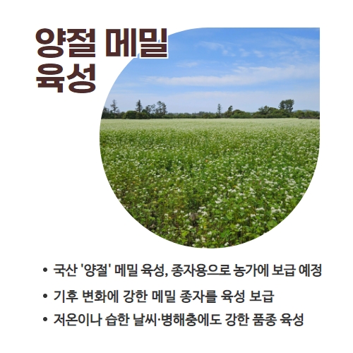 22.1분뉴스_양절메밀 2.jpg