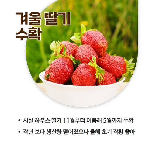 딸기2.jpg