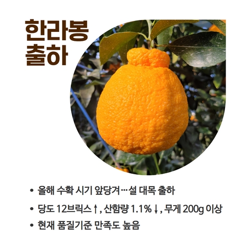 4.1분뉴스_한라봉 2.jpg