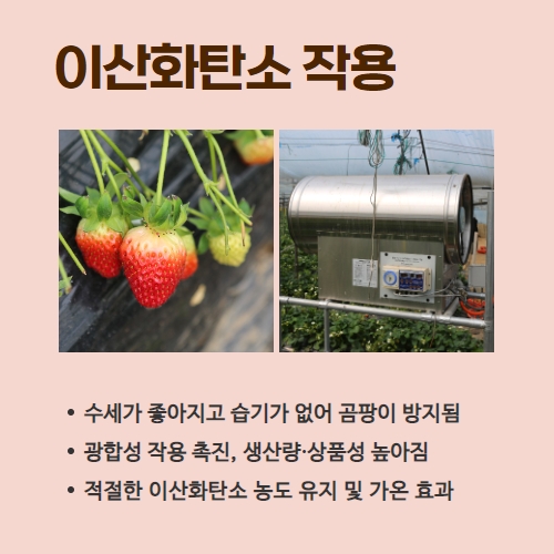 11.1분뉴스_딸기탄산가스 3.jpg