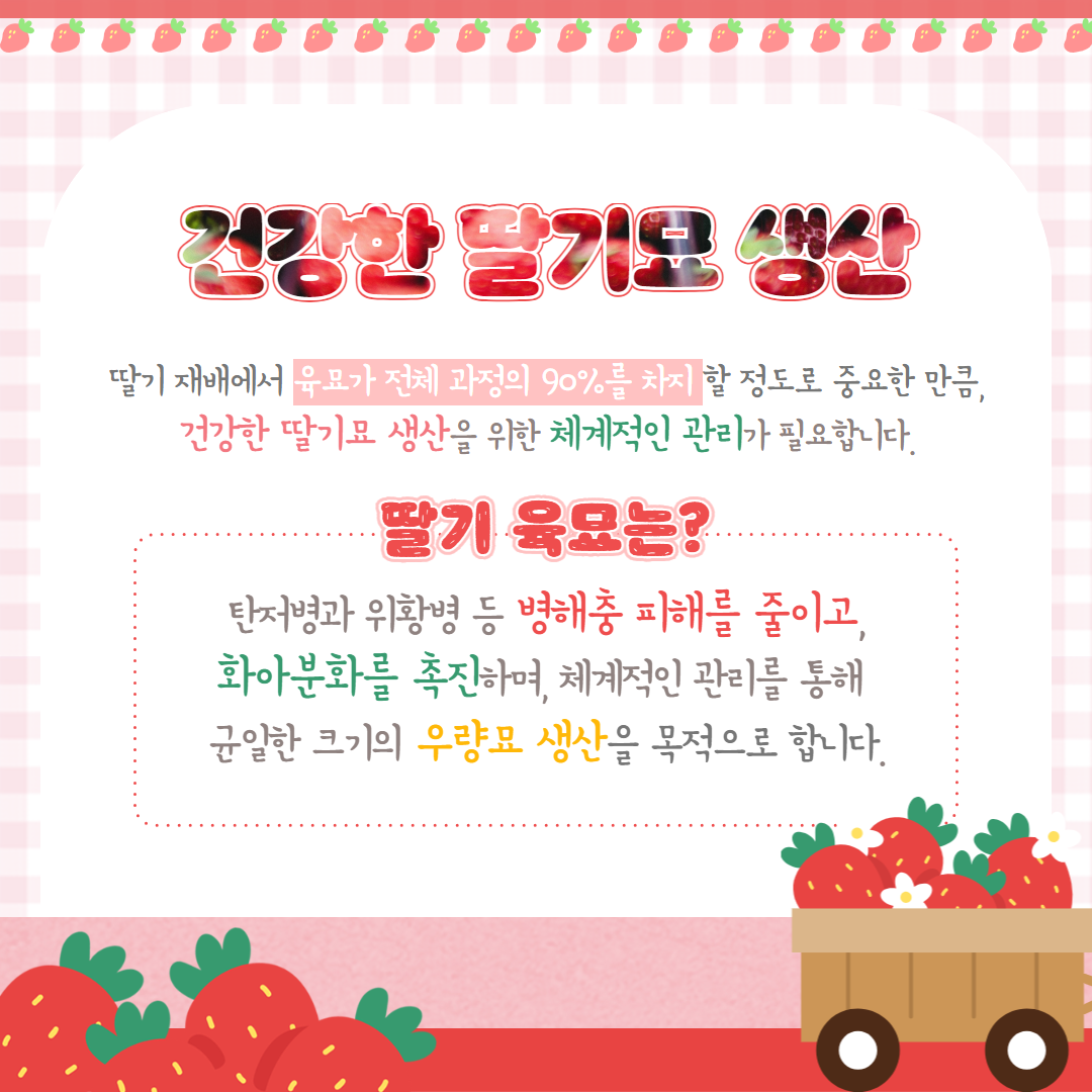 철저한 딸기 육묘 당부 (2).png