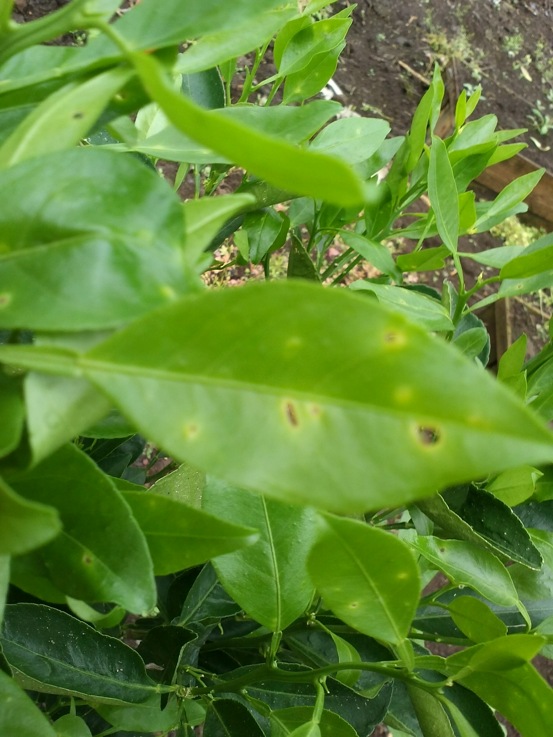 천혜향  병충해 문의