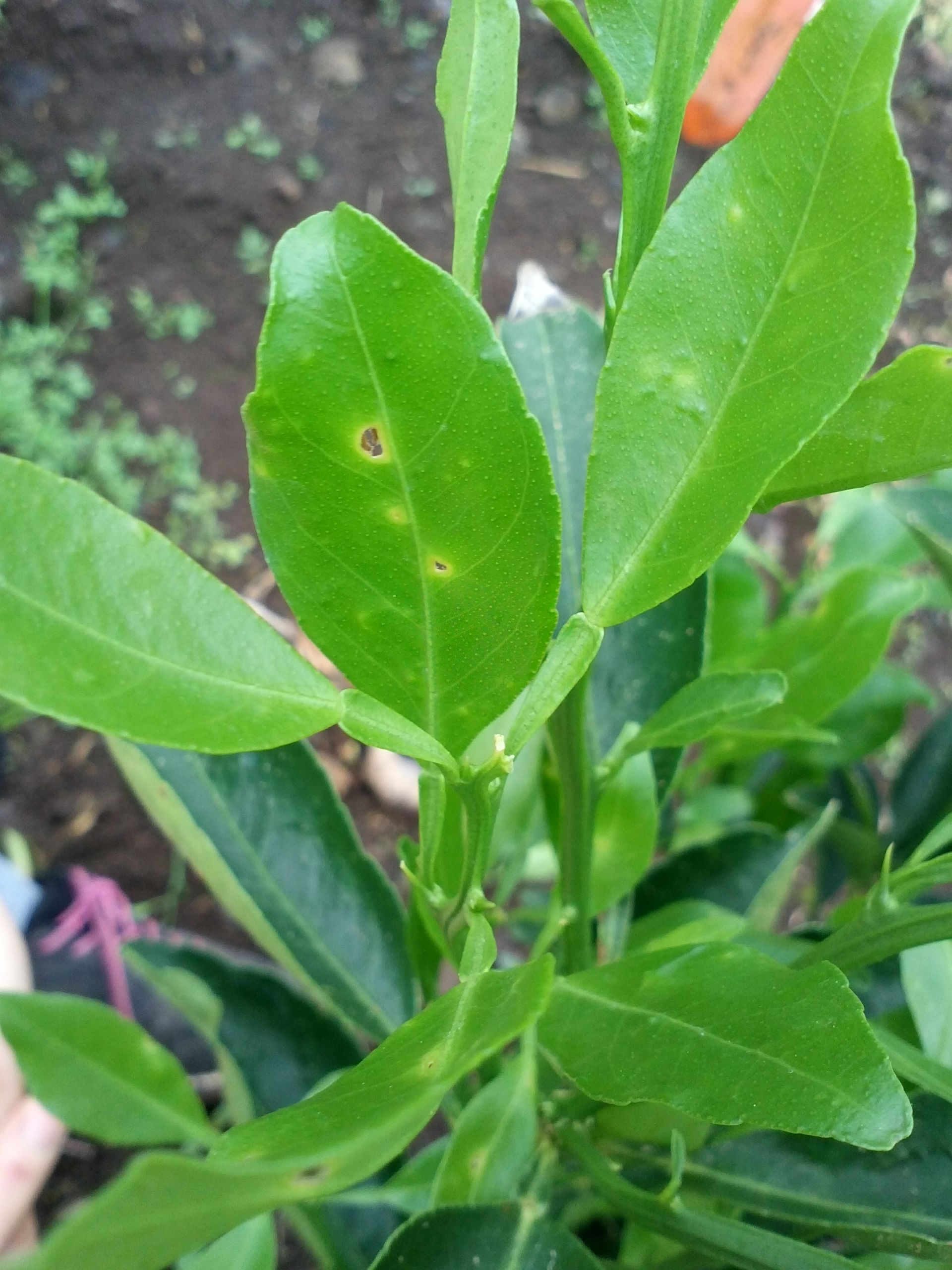 천혜향  병충해 문의