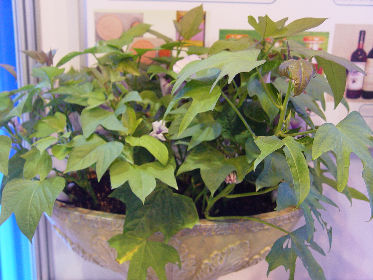 꽃피는 고구마 보셨어요?