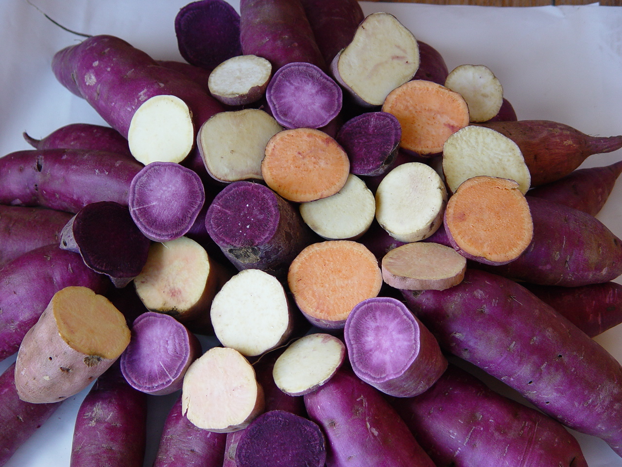 고구마 품종입니다.