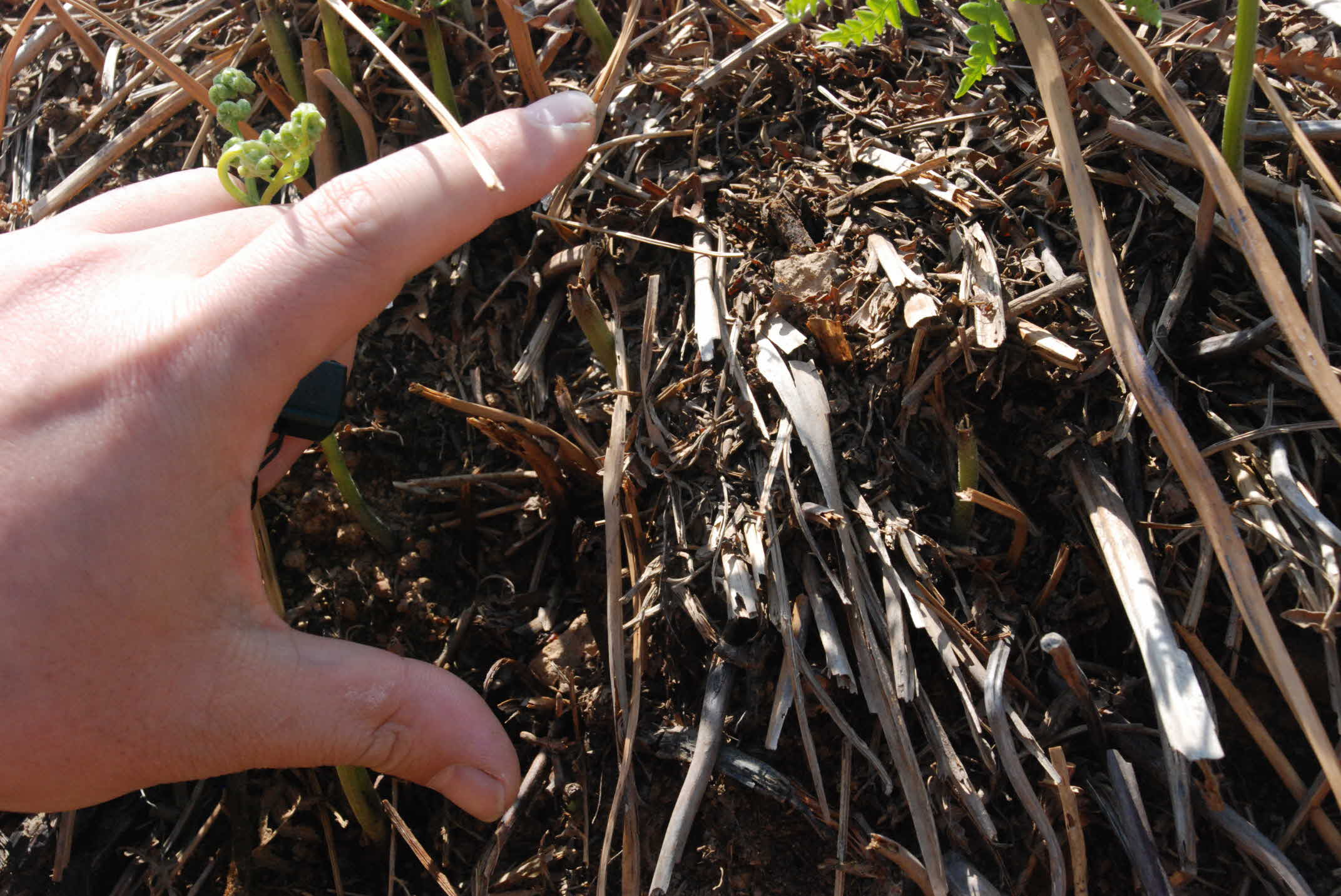 고사리 생산 단지 견학 현장