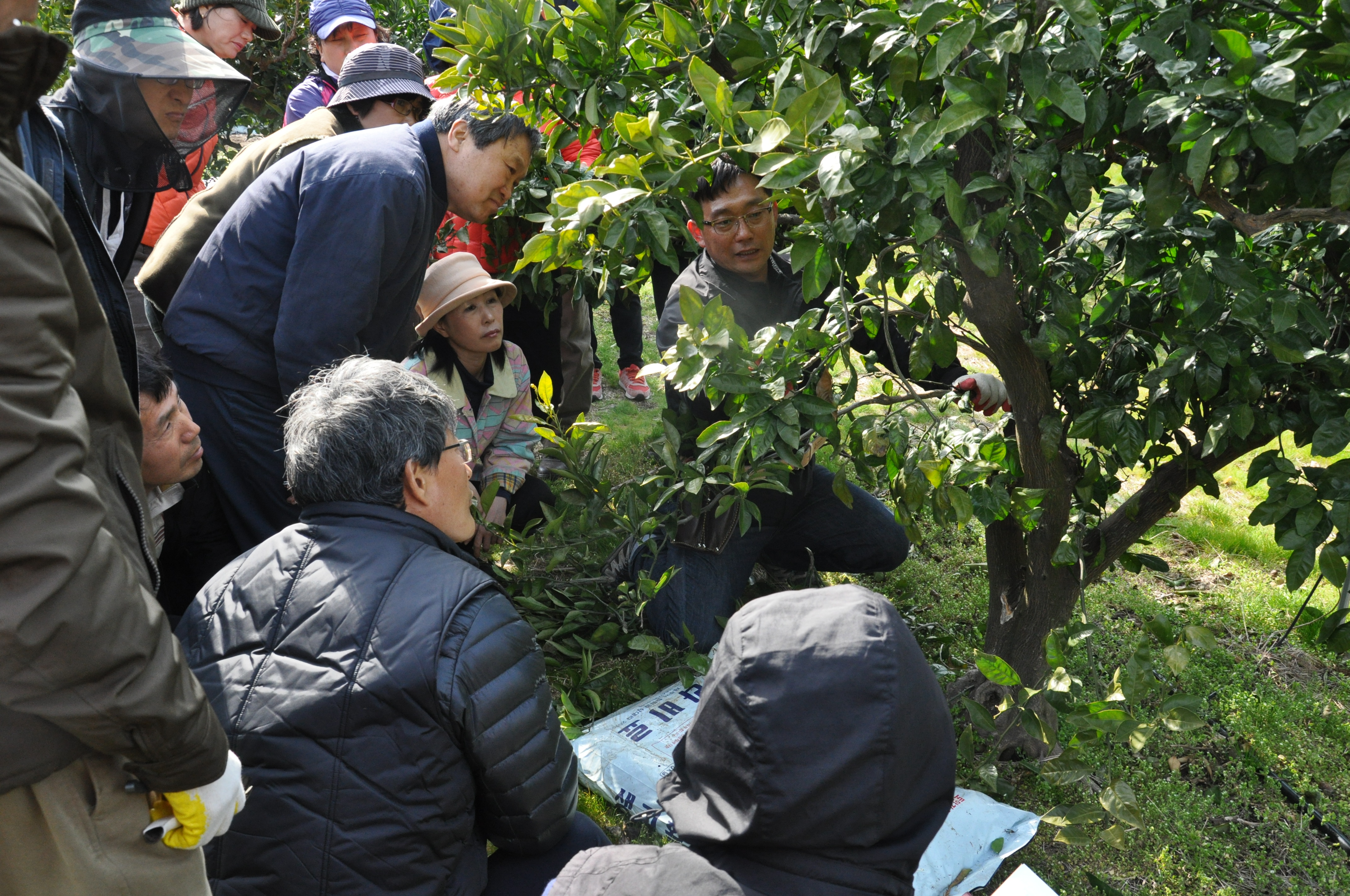 2013년 노지감귤 정지전정 교육