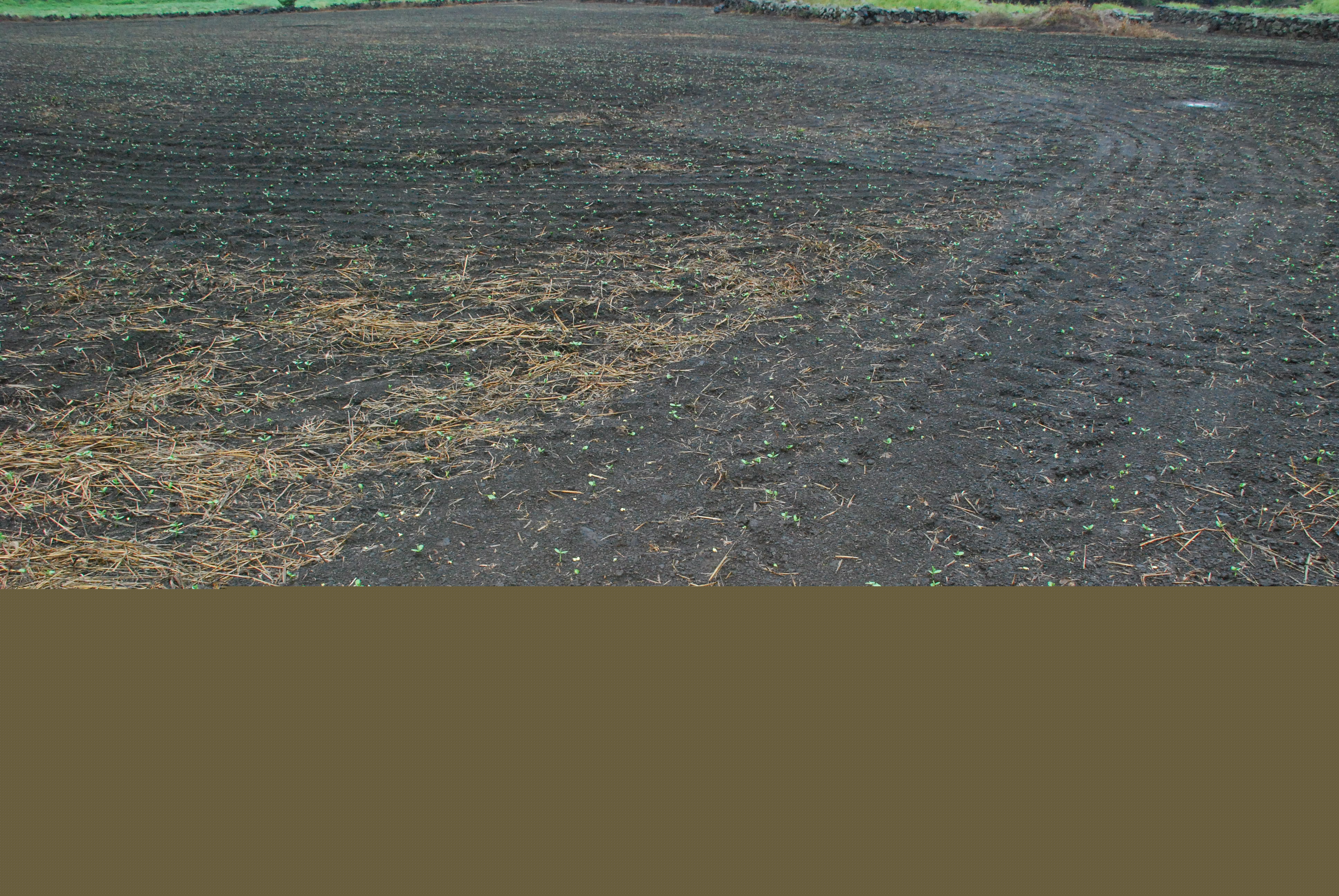 녹차음식 교육과정의 끝 , 작품 발표회