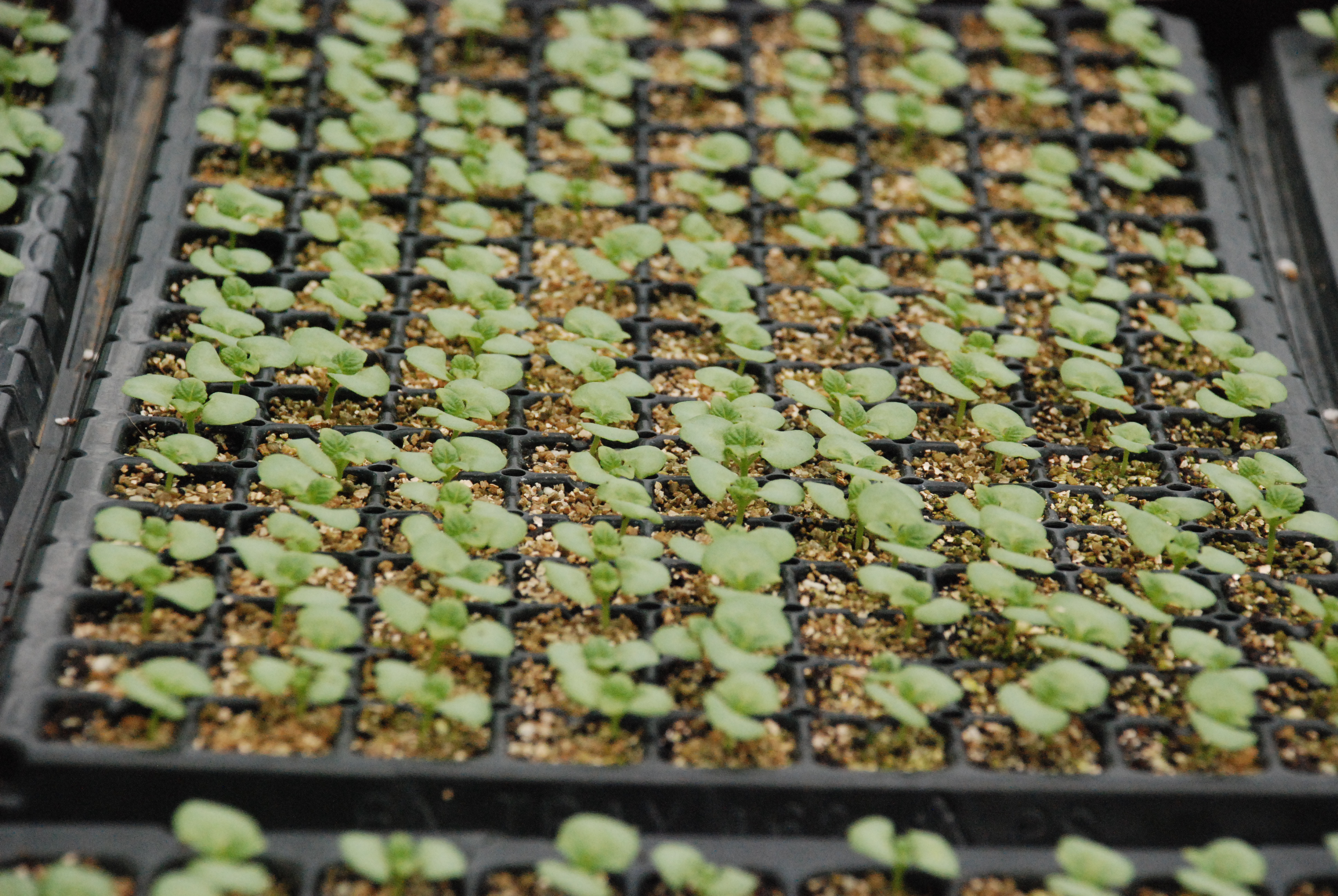 깻잎 육묘 현장