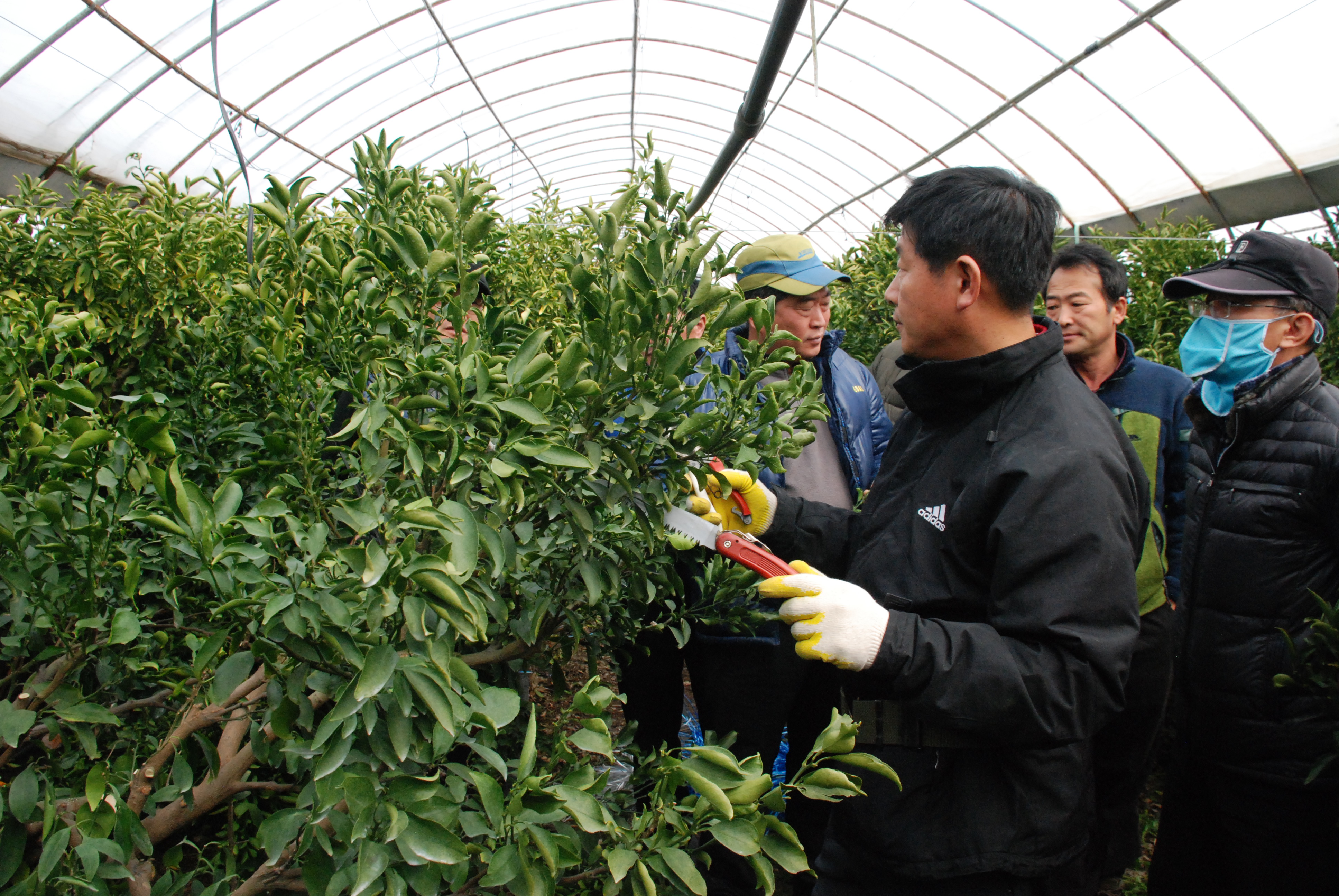 만감류 전정 현장교육