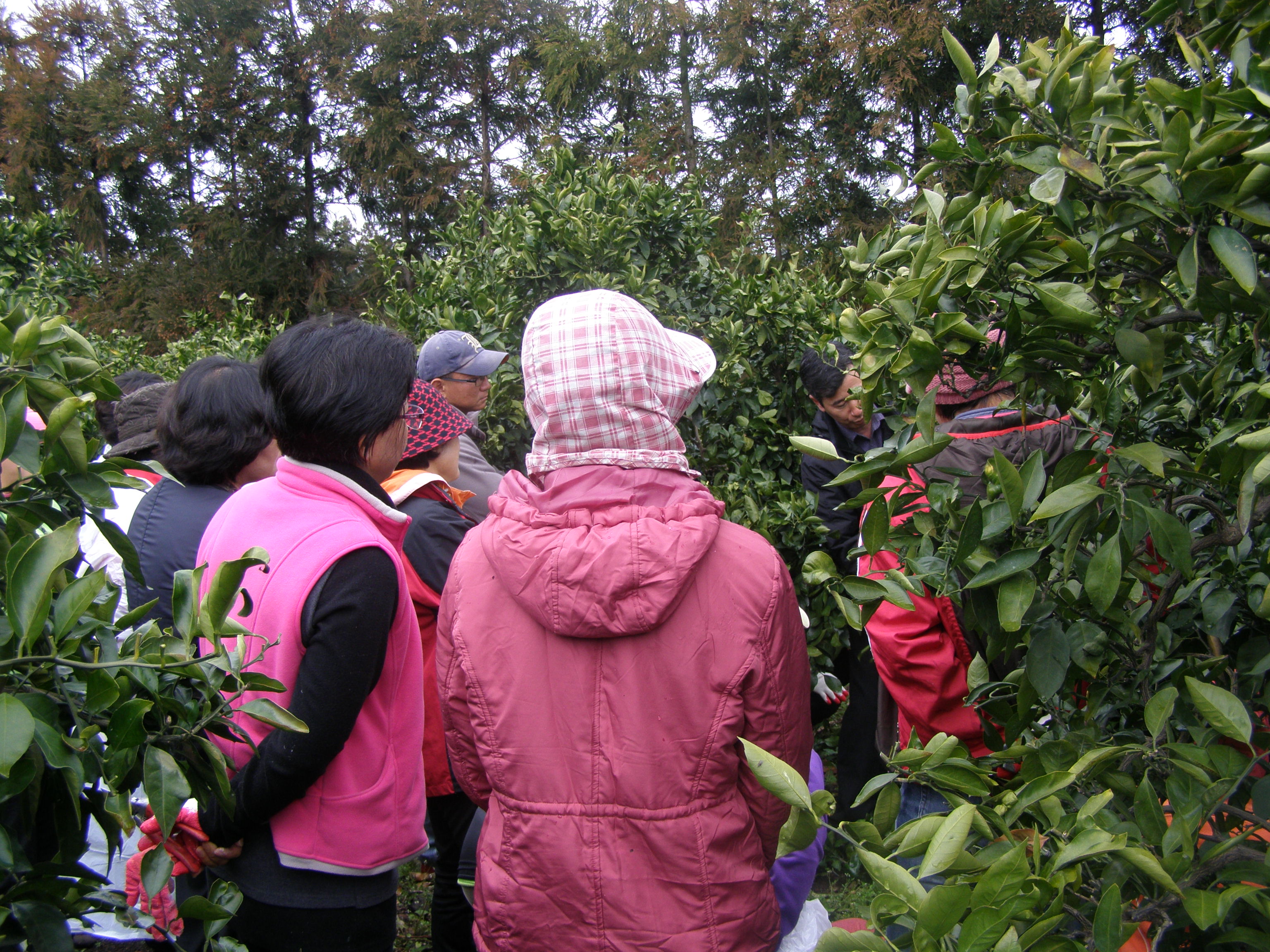여성농업인 감귤정지전정   　교육