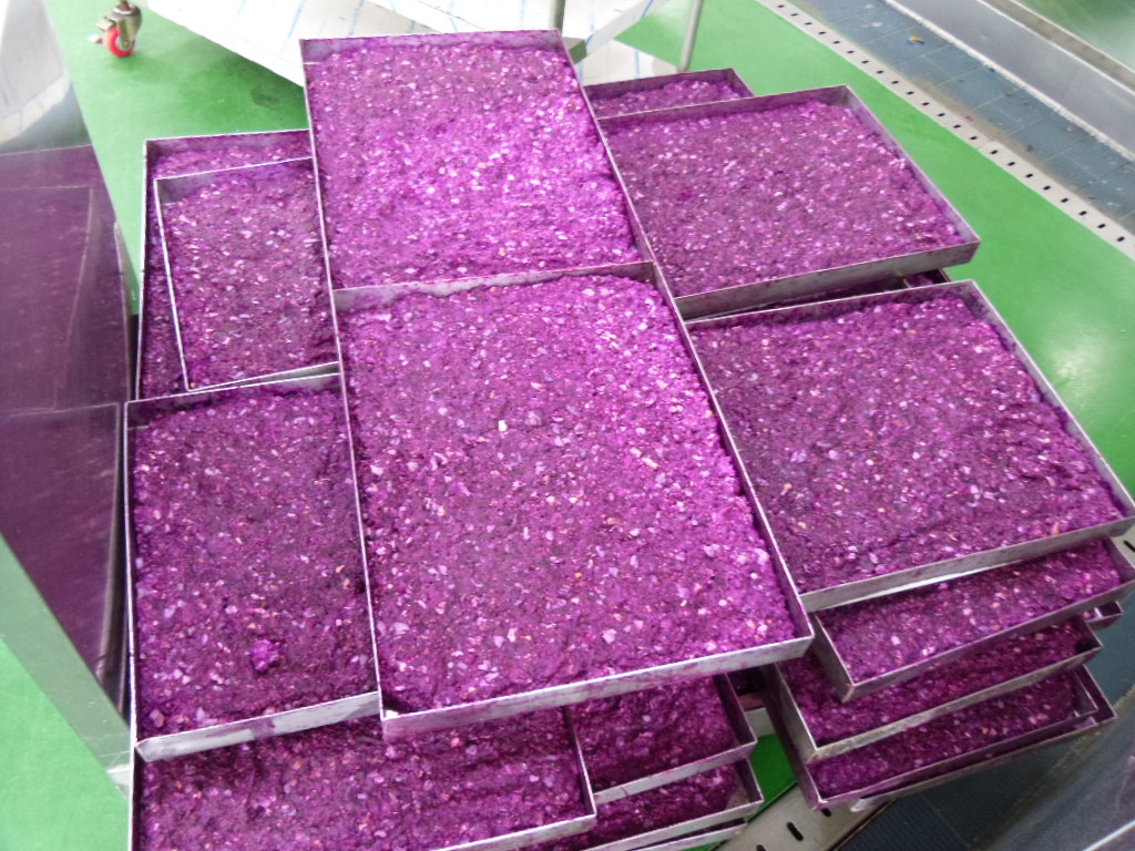 선인장 동결건조 분말