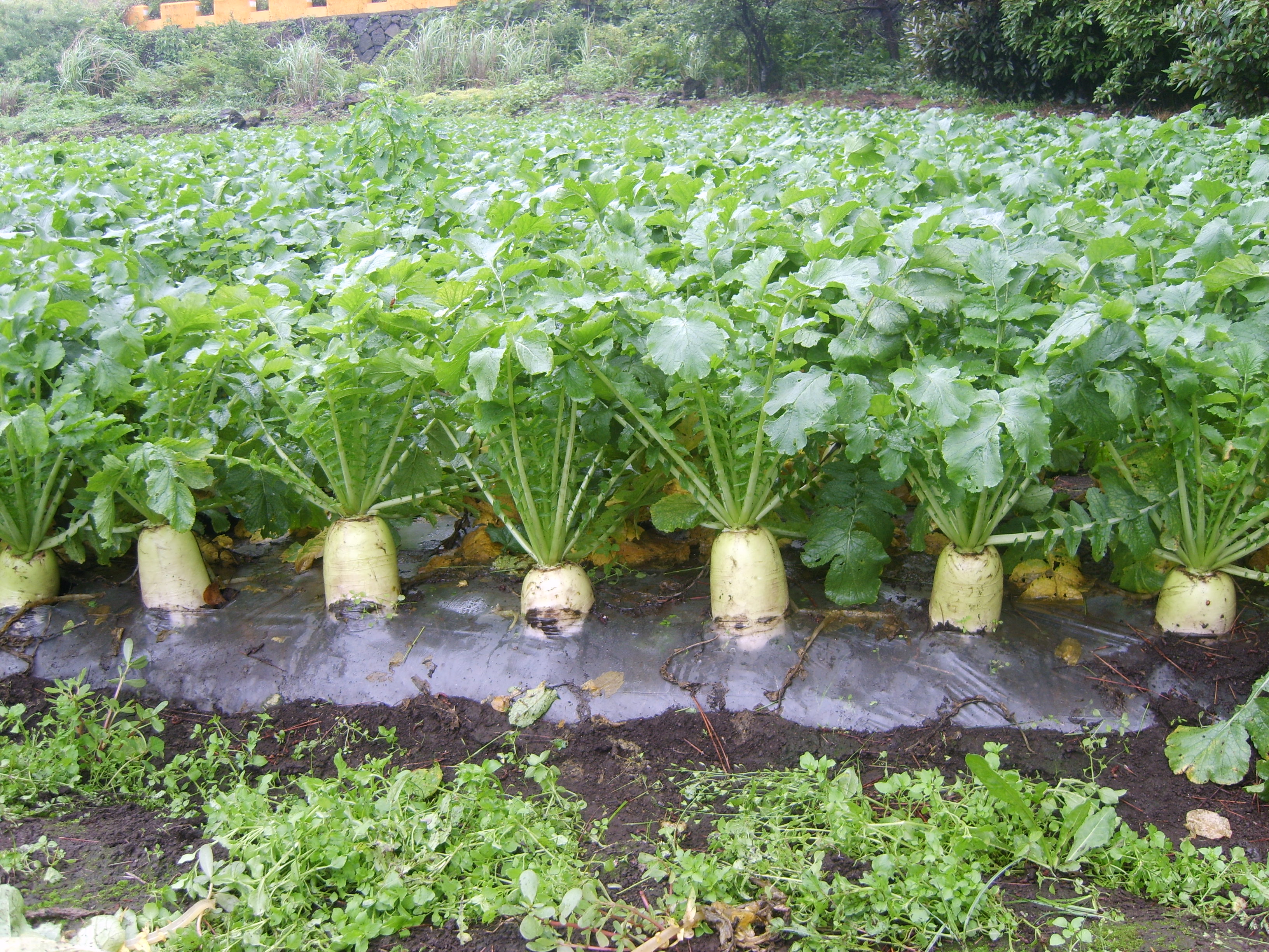 씨앗테이핑기 무 파종