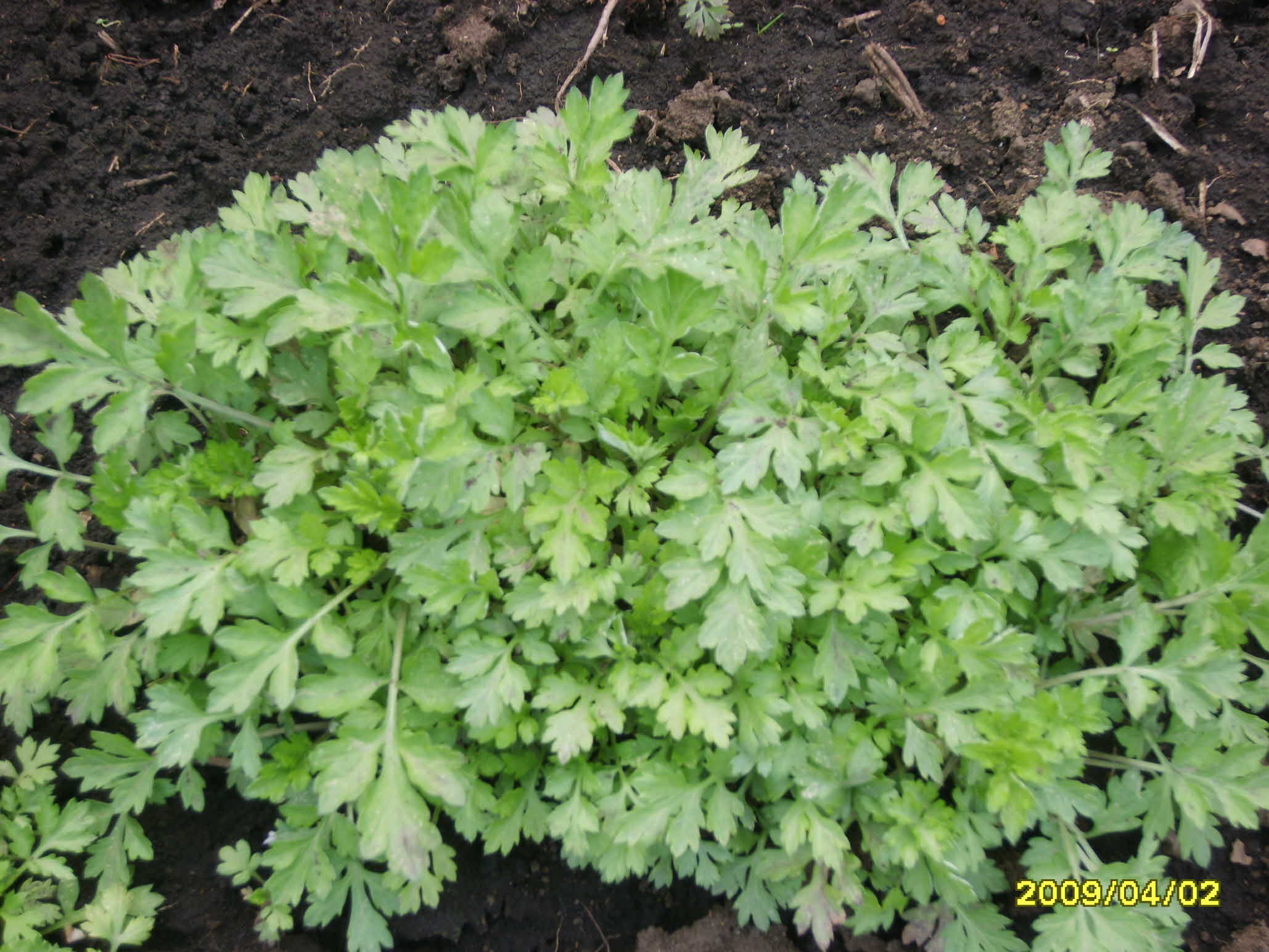 기능성 쑥 재배 포장 현장