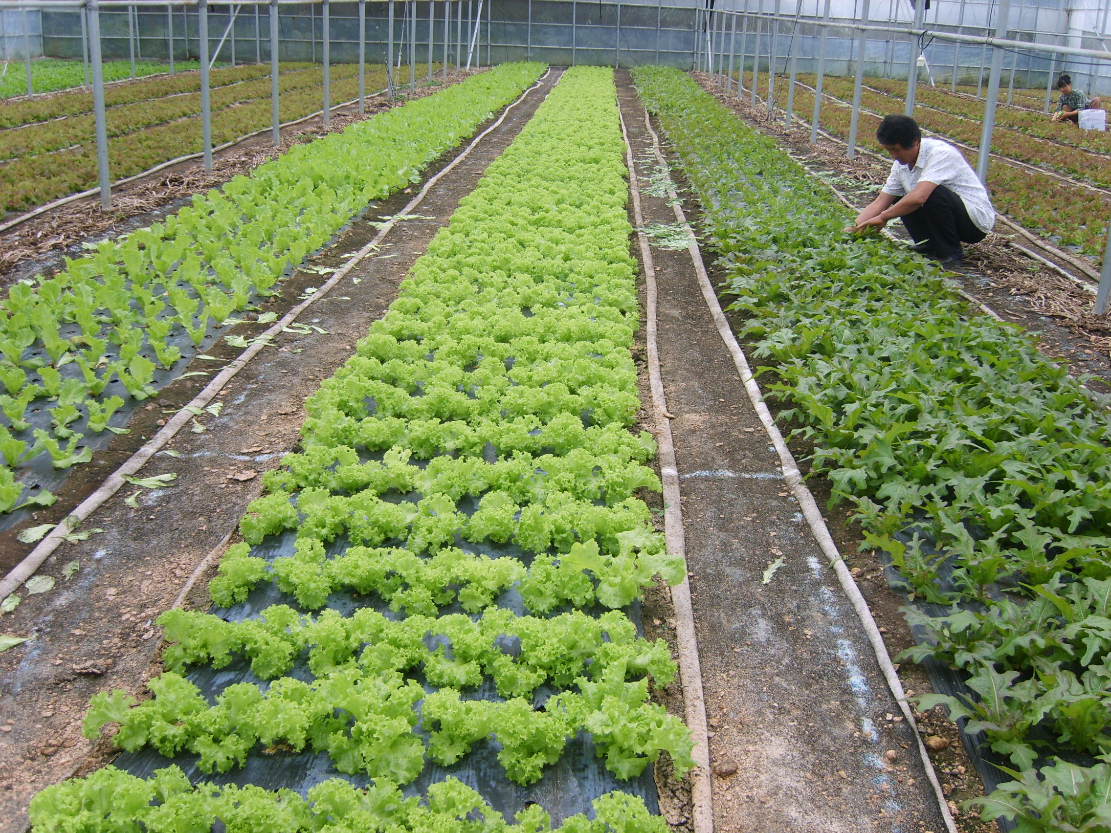 시설 쌈채소 재배농가 방문