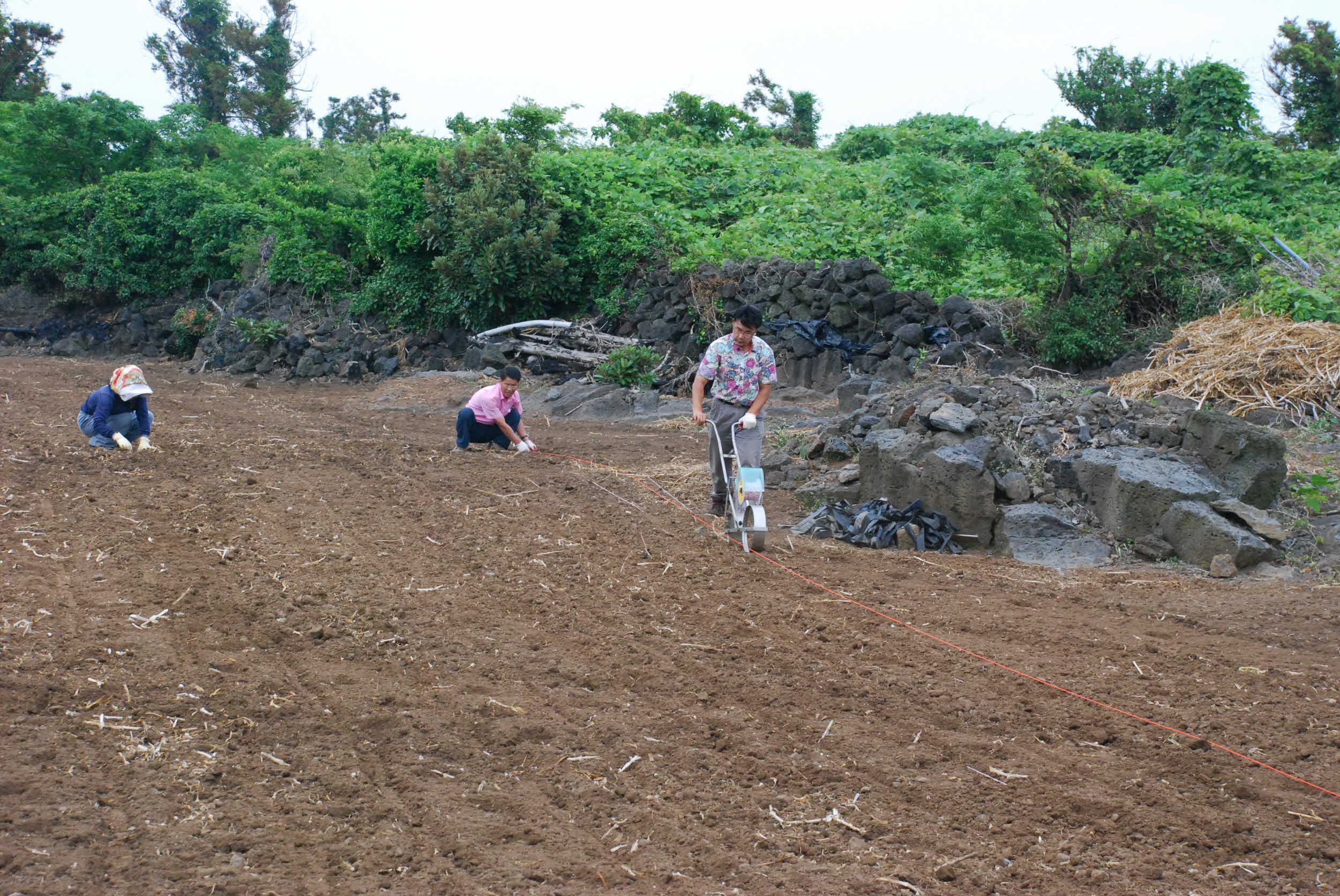씨앗테이핑을 이용한 녹두파종실증 현장