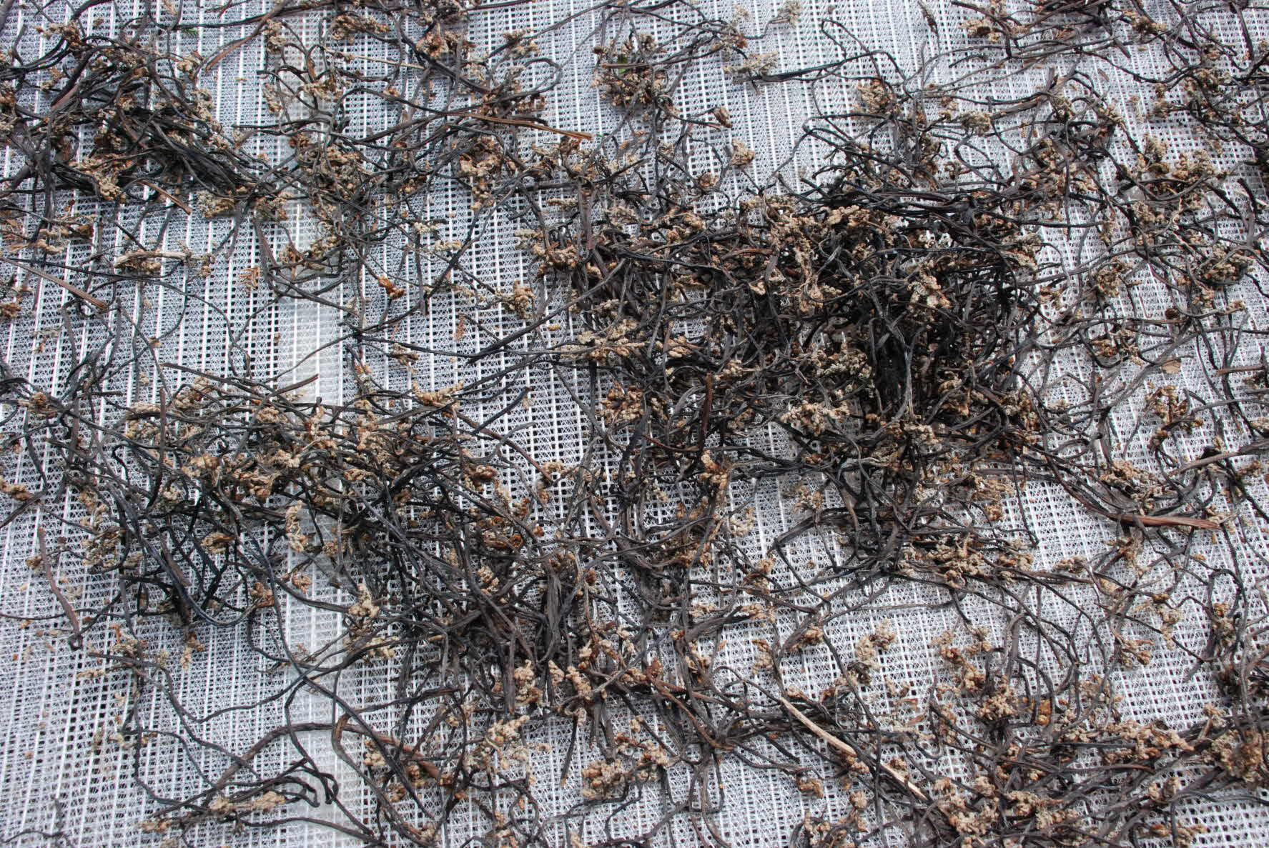 고사리 첫 수확