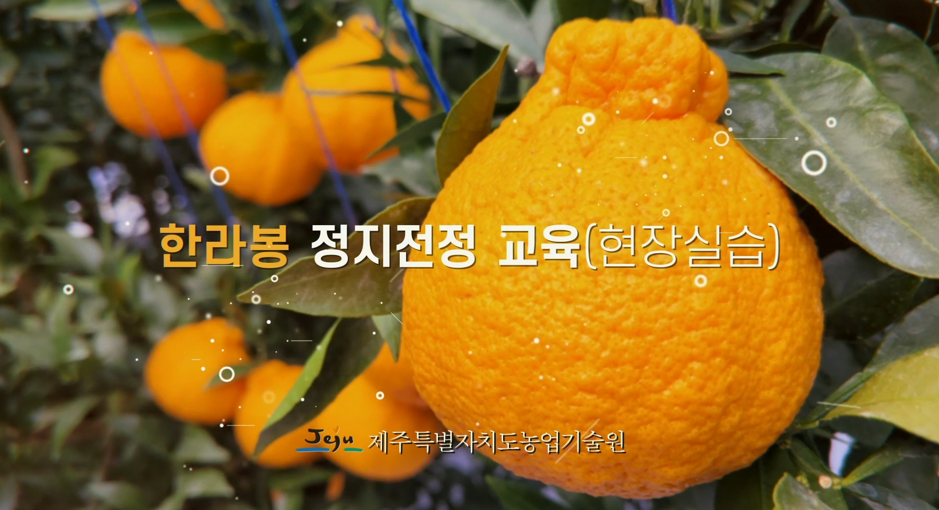 한라봉 현장