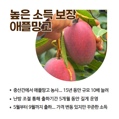 35.1분뉴스_고소득애플망고 2.jpg