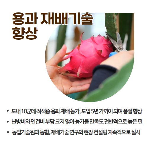 38.1분뉴스_제주산용과수확 4.jpg