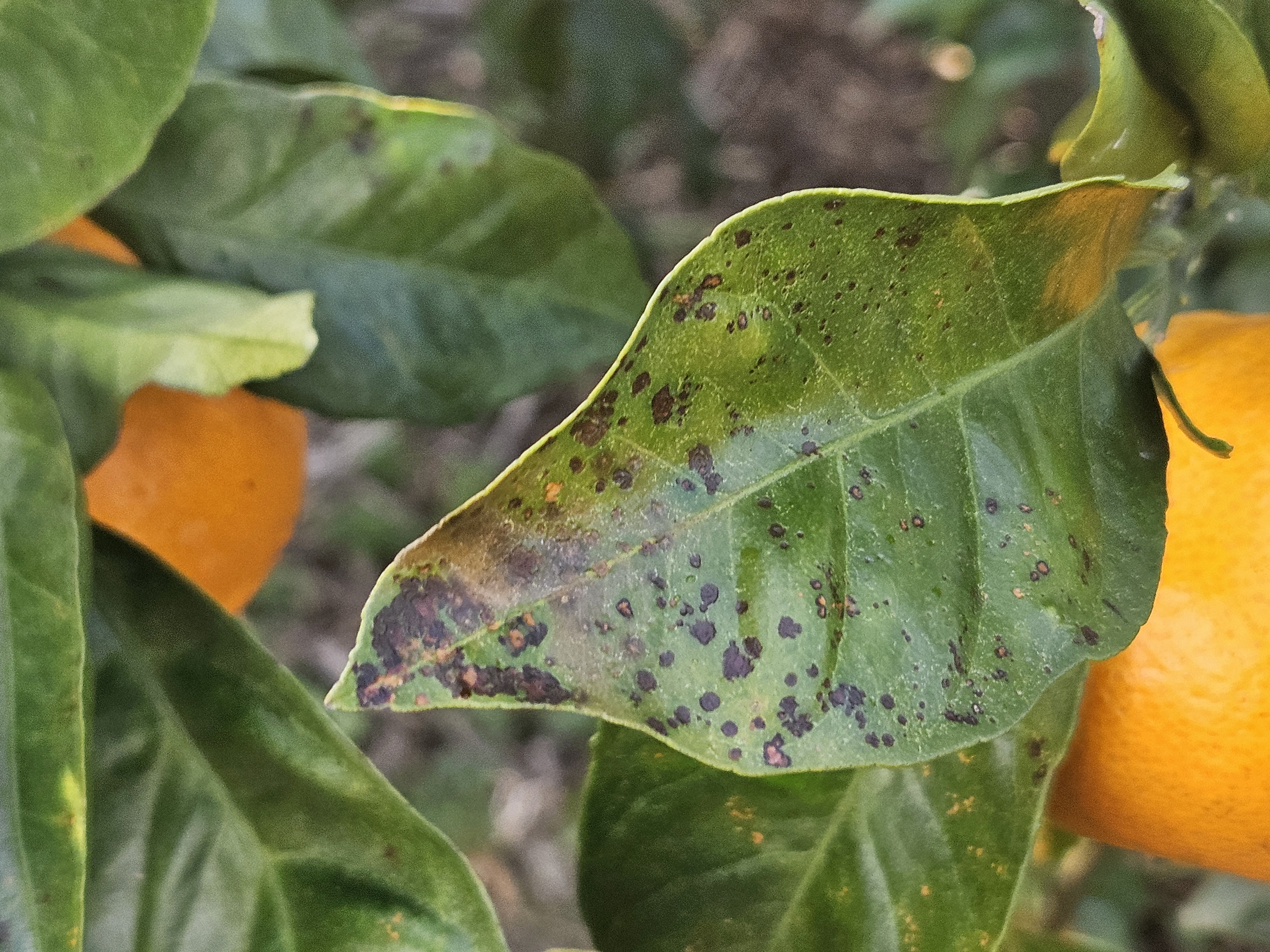 노지 감귤 병충해 문의