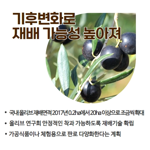 43.1분뉴스_기후변화로제주에서도올리브재배 4.jpg