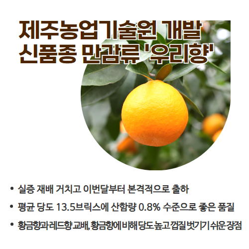 47.1분뉴스_제주신품종만감류우리향본격출하 2.jpg