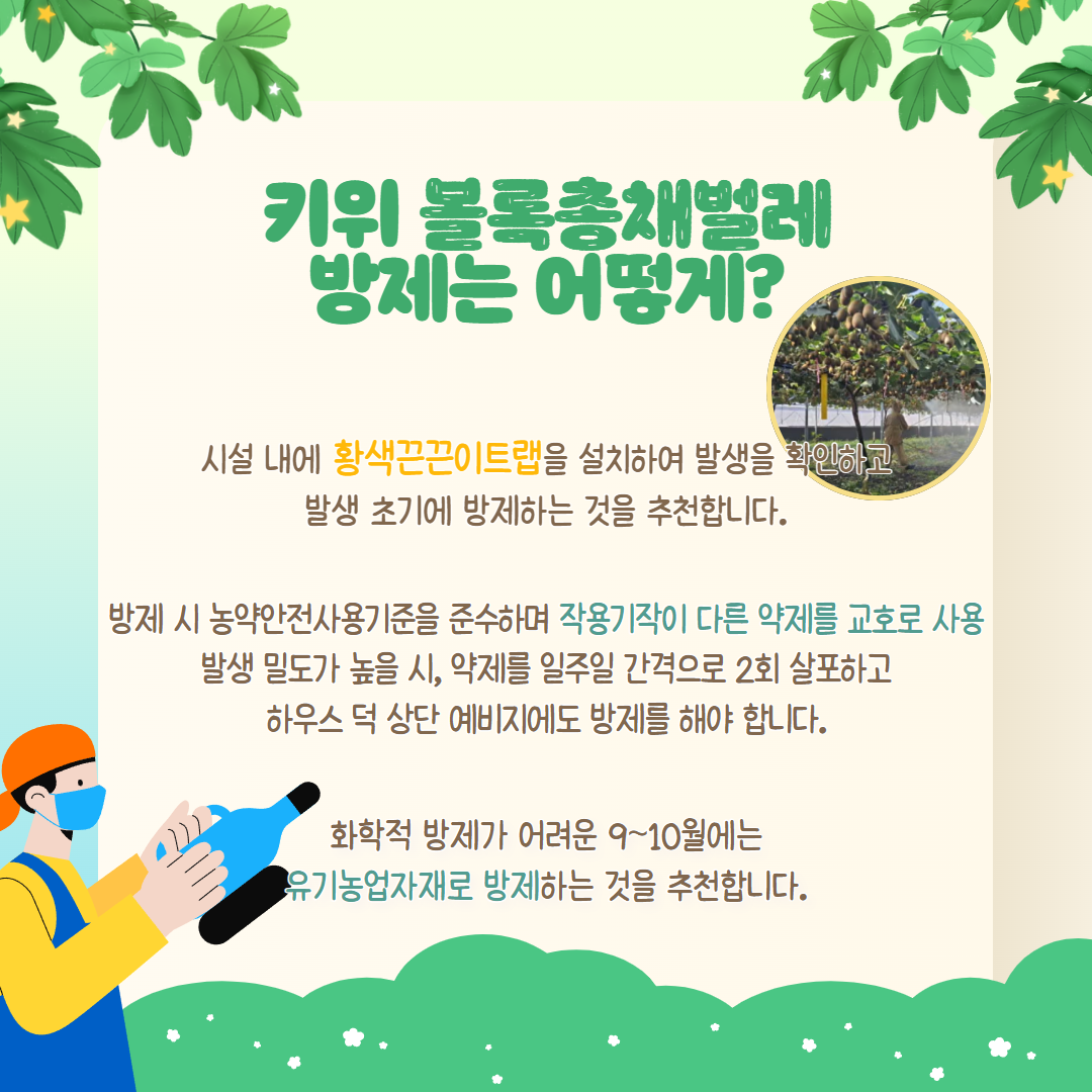 키위 총채벌레 관리 방법 (4).png