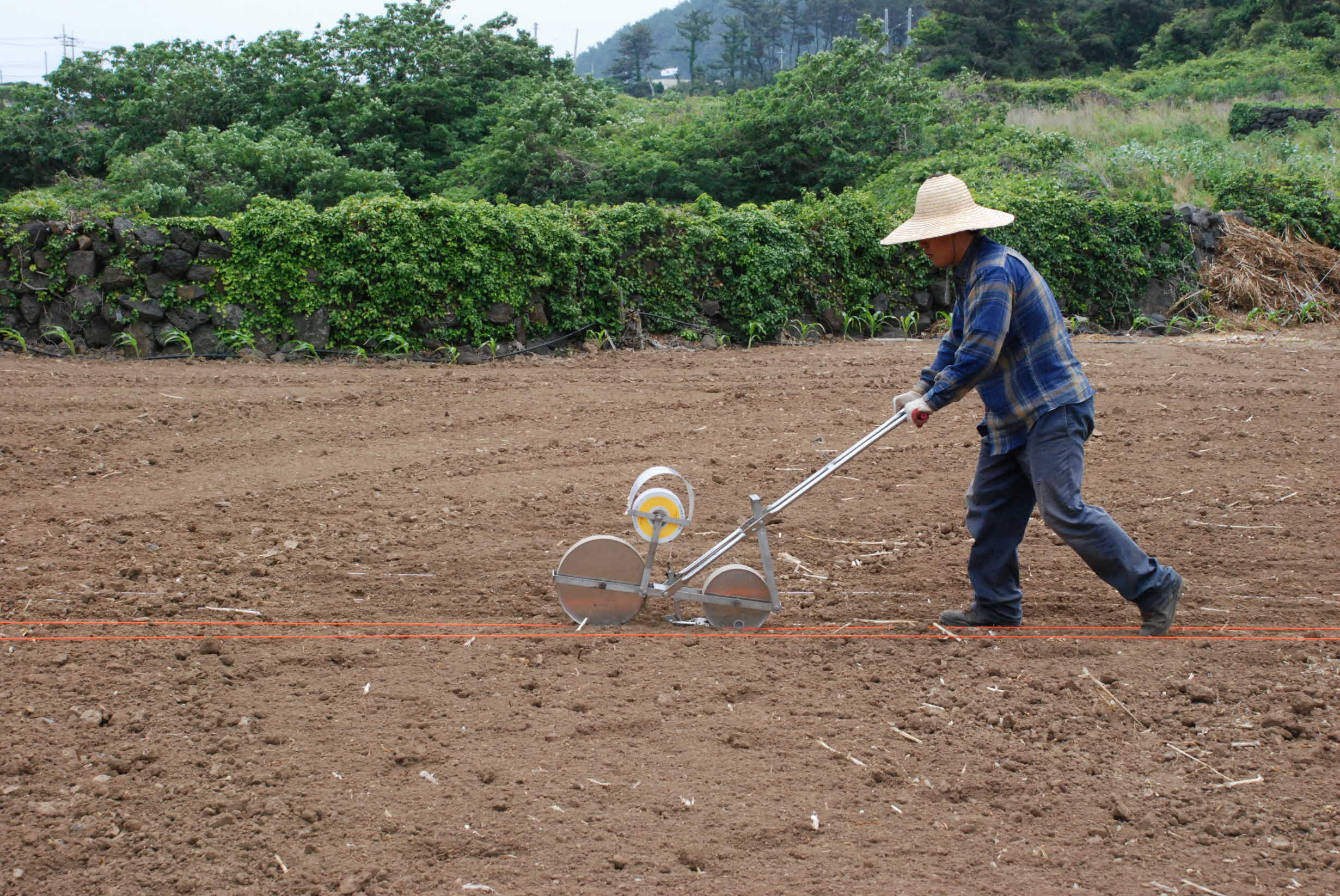 씨앗테이핑 이용 참깨 재배실증 현장