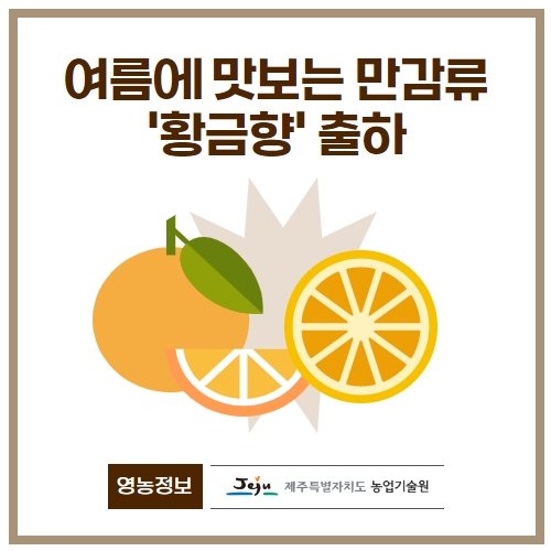 34.1분뉴스_황금향출하 1.jpg